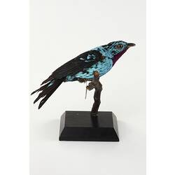 Iridescent turquoise and black bird mount.