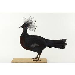 Taxidermied bird with crest of long feathers on head, side view.