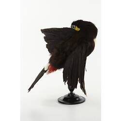 Rear view of toucan specimen mounted on perch.