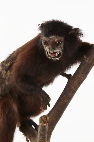 Taxidermied monkey specimen on branch.