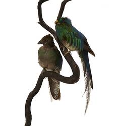 Two iridescent green and blue bird specimens on branch.