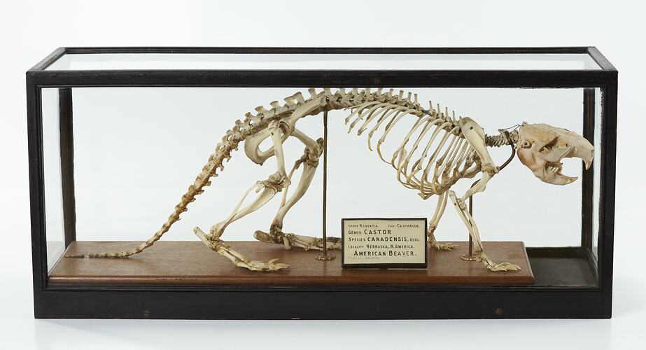 Side view of articulated beaver skeleton in glass cabinet.