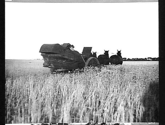 MR A. T. FINCH, SPEED: HEADER WORKING WITH 5 HORSES IN 7-BAG CROP