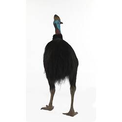 Rear view of taxidermied cassowary specimen.