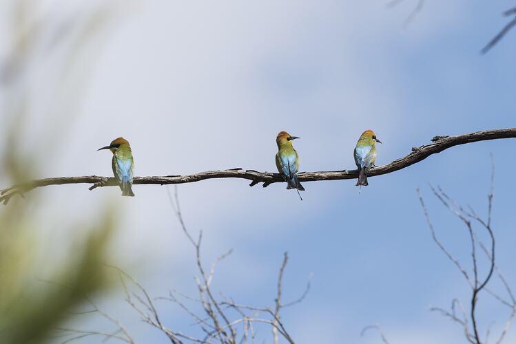Three colourful birds on branch.