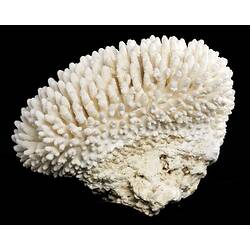 Dry white coral made up of multiple small branches.
