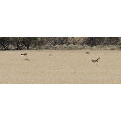 Two raptors gliding above field.