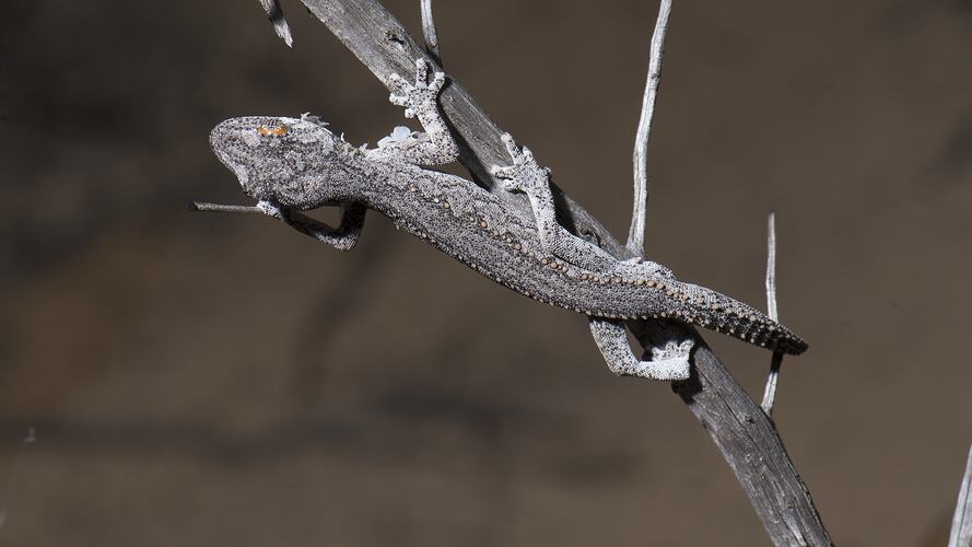 Grey gecko on woody plant.