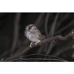 Grey and tan bird on branch at night.