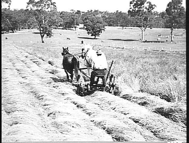 20 YEAR OLD MOWER AT WORK IN EXCEPTIONALLY HEAVY CROP OF PERENNIAL RYE GRASS AT MR. O.G. MARSHALL'S PROPERTY, WOODSIDE, SOUTH AUSTRALIA:  DEC 1934