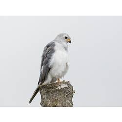 Grey bird with white chest sitting on stump.