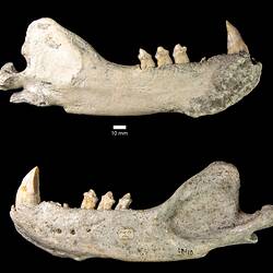 Fossil seal mandible in two side views.