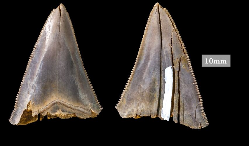 Two triangular teeth with serrated edges.
