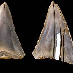 <em>Carcharodon angustidens</em> Agassiz, 1843