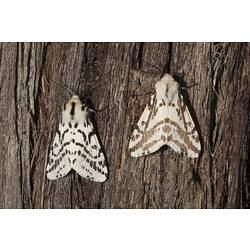 Two black and white moths.