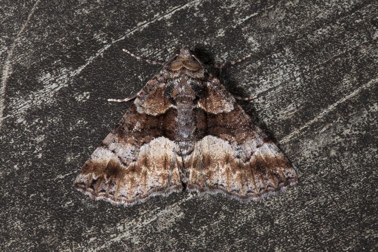 Brown and cream moth.