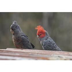 Two gery birds, one with red head.