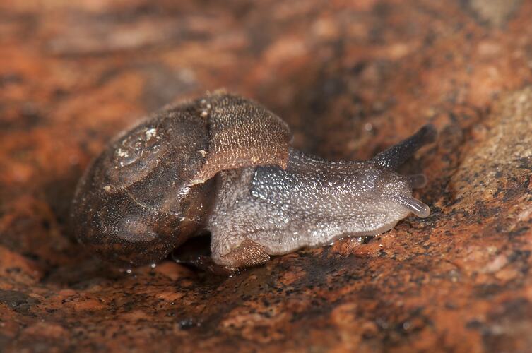 <em>Austrochloritis kosciuszkoensis</em>, Kosciuszko Bristle Snail. Alpine National Park, Victoria.