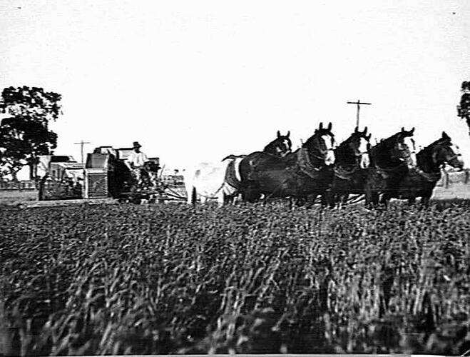 CHAIN DRIVE HEADER 10FT. ON MESSERS ANDERSON BROS. FARM , WEST MOOROOPNA. 10 BAGS TO ACRE, 300 ACRES UNDER CROP JANUARY 1935.