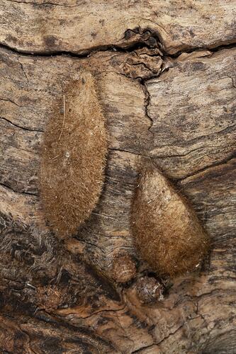 <em>Anthela</em> sp., anthelid moth. Alpine National Park, Victoria.