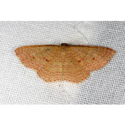 <em>Epicyme rubropunctaria</em>, moth. Great Otway National Park, Victoria.