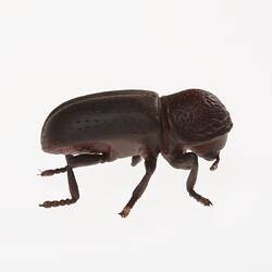 Brown beetle. Right profile.