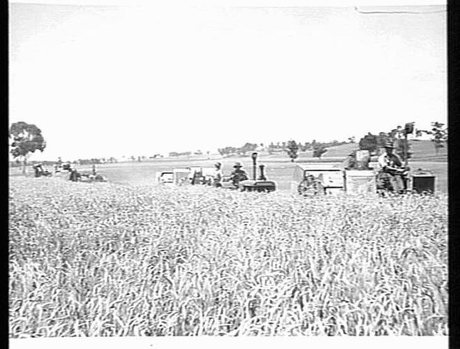 SUNSHINE MACHINES HARVESTING 14 BAG CROP OF `GERALYING' WHEAT IN BOGGABRI DISTRCT, N.S.W.: JAN 1940: