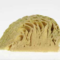 Wax model of pale green cross section of cabbage.