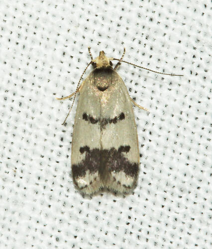 <em>Compsotropha strophiella</em>, moth. Great Otway National Park, Victoria.