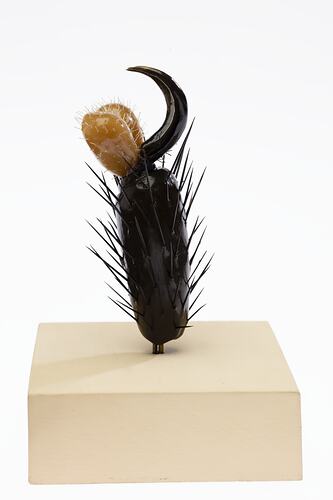 Model of foot of house fly standing upright with leg hairs and claw at top end. On cream base.