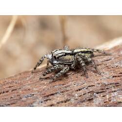 Spider with black stripes along body on bark.