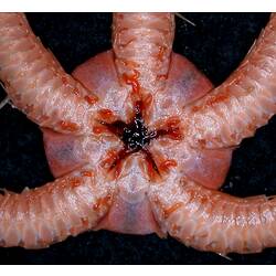 Oral close-up of orange-pink brittle star on black.