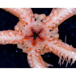 Front view of orange brittle star showing close-up of spines and oral opening on black background.