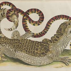 A large reptile with a snake in its mouth. The snake is emerging from an egg and is coiled around the reptile.