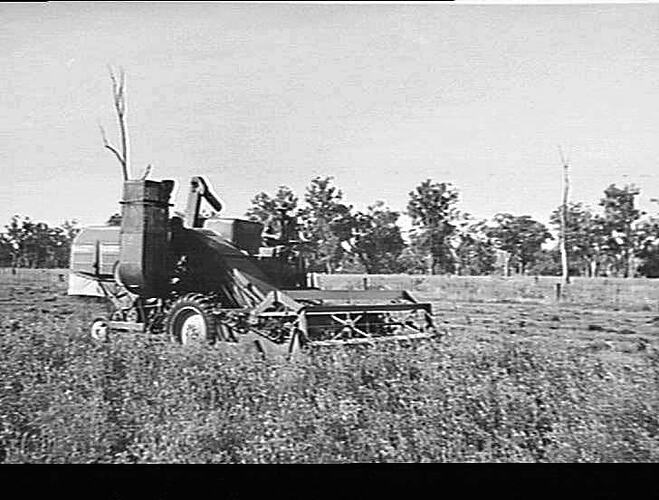 726 HEADER WORKING IN LUCERNE, MCKILLOP & SONS, NARROWMINE, N.S.W: JULY 1953