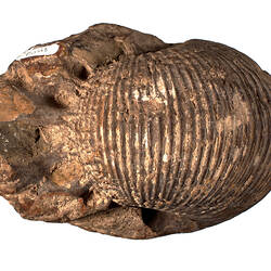 <em>Macrocephalites macrocephalus</em>, fossil ammonoid. [P 66465]