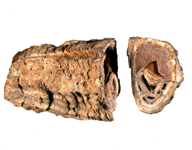 <em>Radiolites hoeninghausi</em>, fossil bivalve. [P 91623]