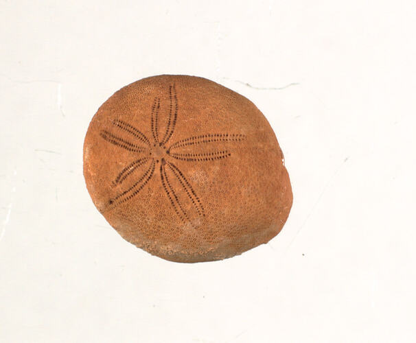 <em>Echinolampas morgani</em>, fossil sea urchin. [P 132667]
