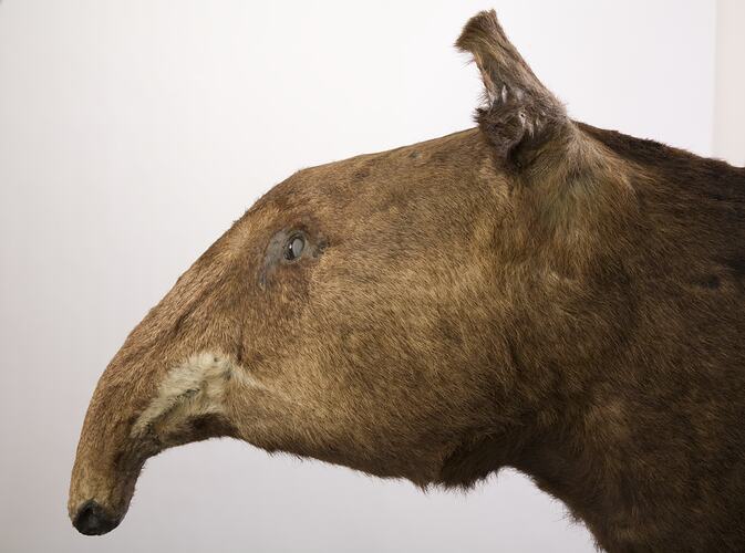 Side view of head of Mountain Tapir.