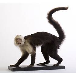 Side view of Capuchin specimen mounted with tail in the air.
