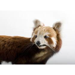 Detail of taxidermied red panda specimen.