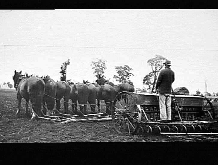 Photograph - H.V. McKay Pty Ltd, Man on Horse-drawn Seed & Fertilizer ...