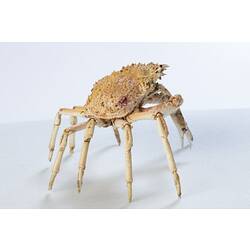 <em>Leptomithrax gaimardii</em>, Giant Spider Crab. [J 46721.20]