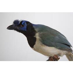 <em>Cyanocorax yncas centralis</em>, Green Jay, mount.  John Gould Collection.  Registration no. 24828.