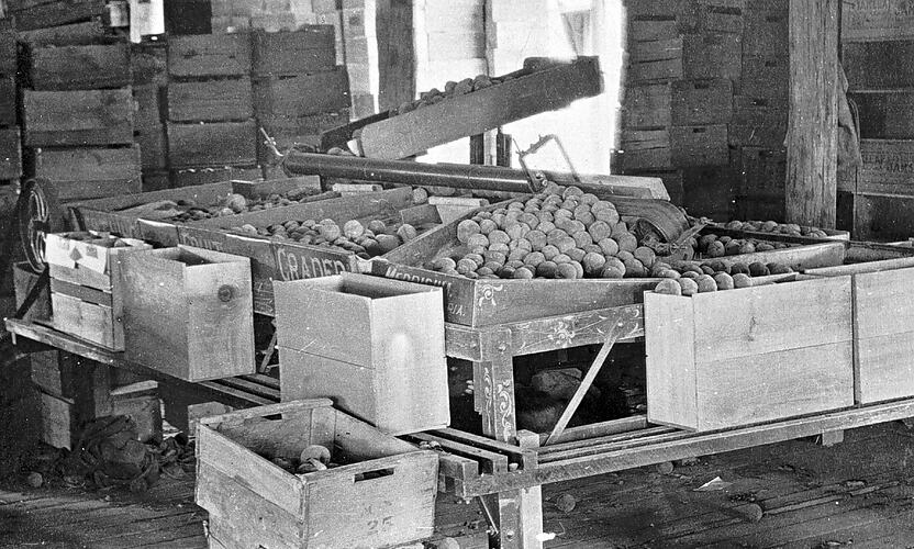 THE LIGHTNING FRUIT GRADER