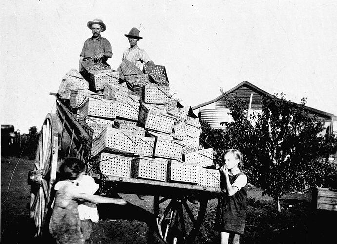 [A wagon loaded with fruit cases on block 562, Cardross, near Mildura, about 1925.]