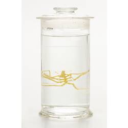 Sea spider wet specimen in glass jar.