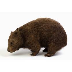 Our Fauna, Land - Common Wombat, <em>Vombatus ursinus</em>