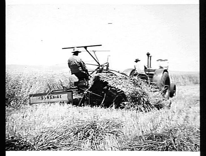 A CROP OF SWORD WHEAT THAT YIELDED 4 1/2 TONS PER ACRE, CUT WITH A 6FT SUNSHINE POWER DRIVEN BINDER AT THE MENTAL HOSPITAL FARM, NORTHFIELD, S. AUST. MARCH 1954.