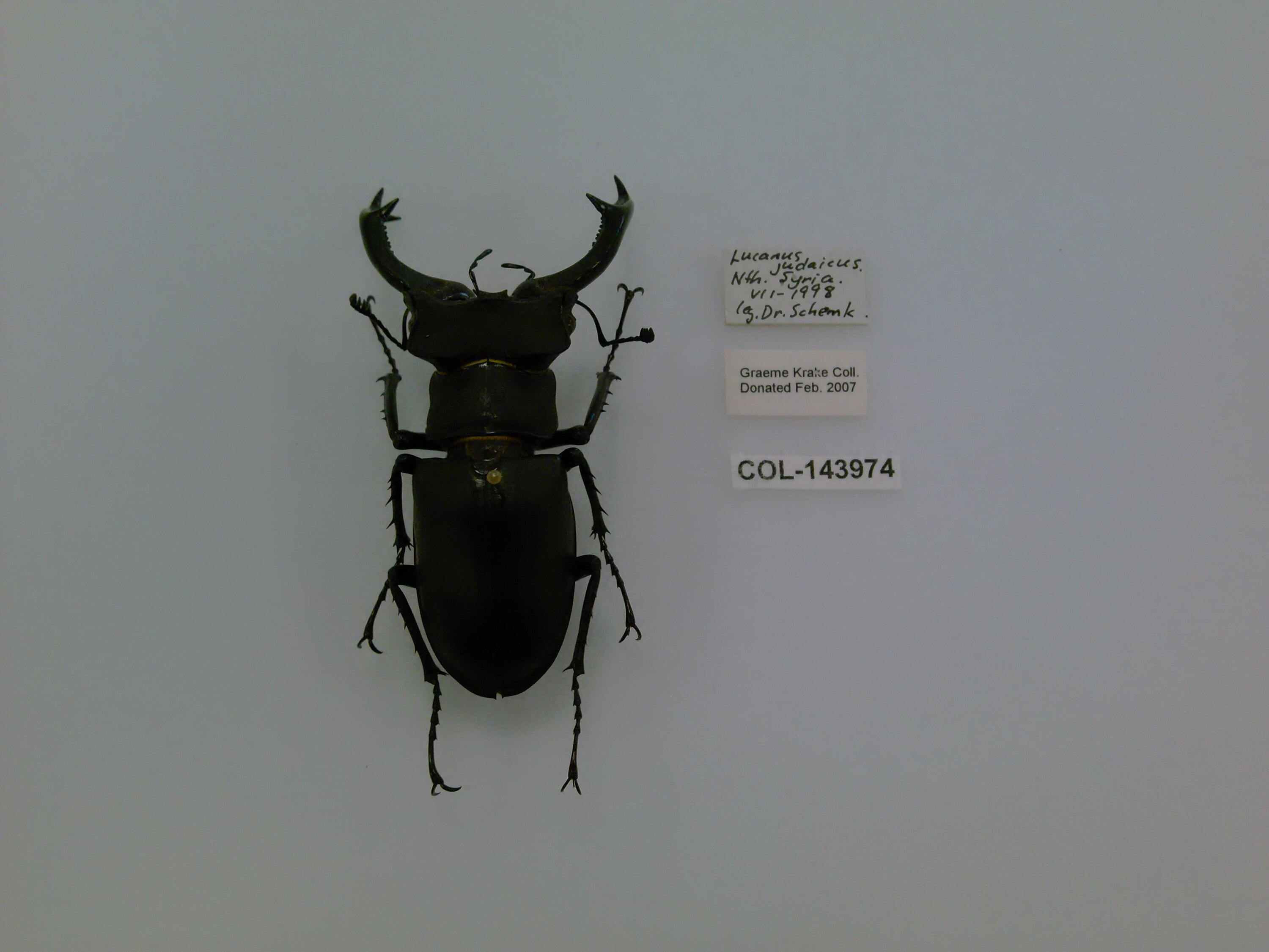 Lucanus cervus judaicus Planet, 1899